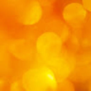 Meet your Posher, Trevor